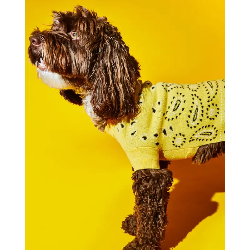 Merino Wool Bandana Print Sweater in Yellow (FINAL SALE)