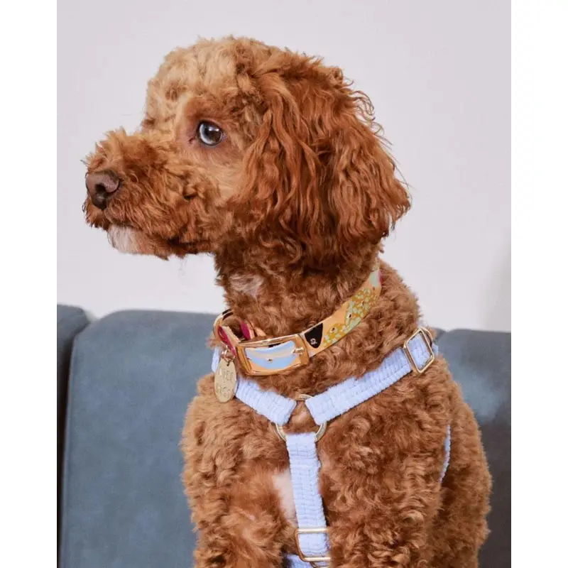 Snakes & Ladders Leather Dog Collar (FINAL SALE)
