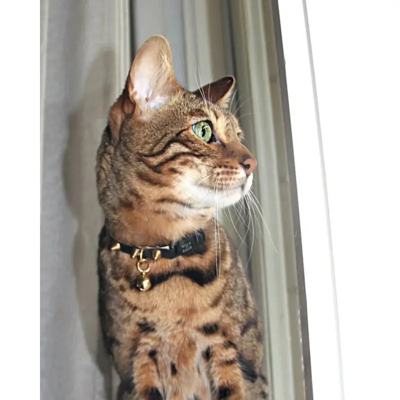 Spike Leather Cat Collar in Gold Noir