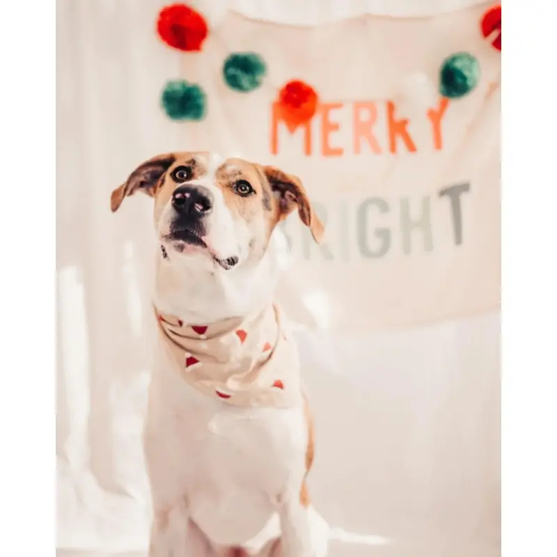 Kringle Holiday Dog Bandana