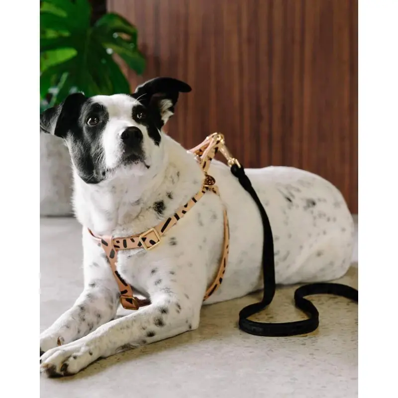 Tiggy Leather Dog Harness