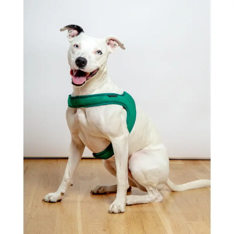 Town Slip-On Dog Harness