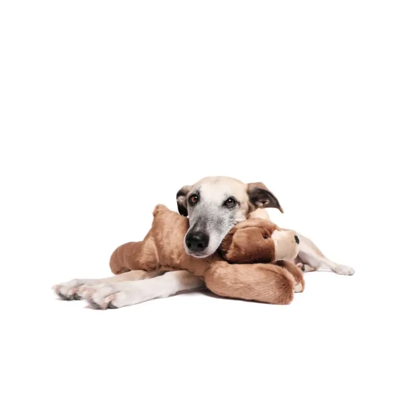 Sadie Bear Squeaky Dog Plush Toy
