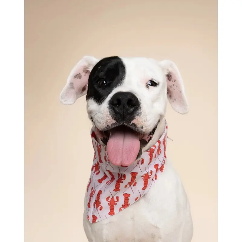 Lobstah Dog Bandana