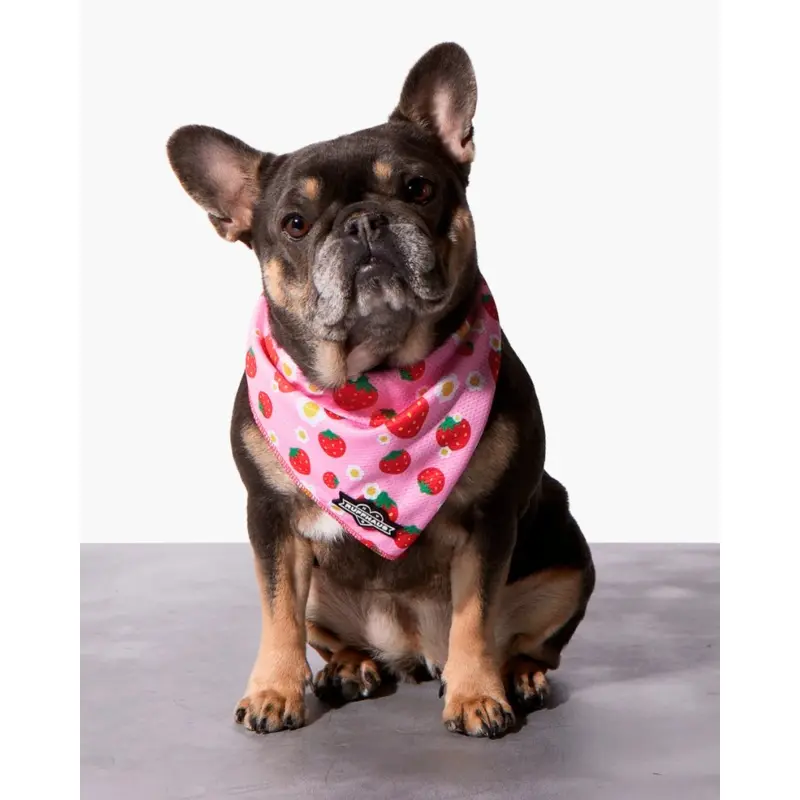 Strawberry Dog Cooling Bandana
