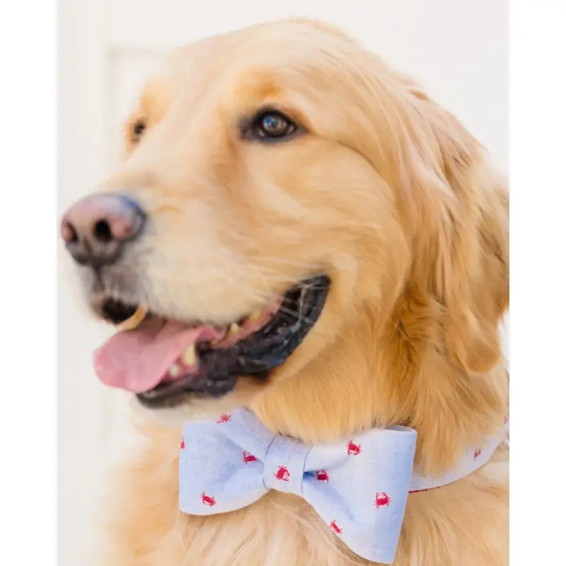 Feeling Crabby Bow Tie Dog Collar (Made in the USA)