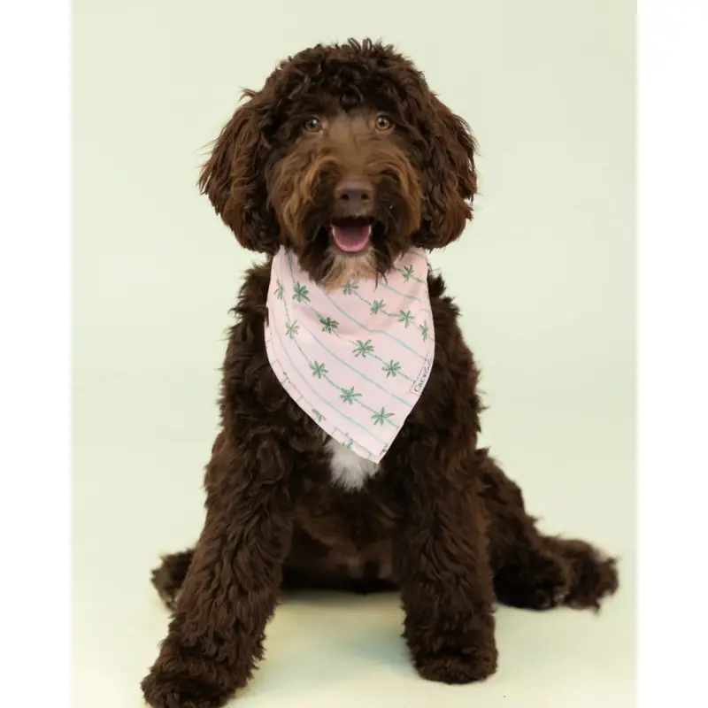 Palm Beach Dog Bandana