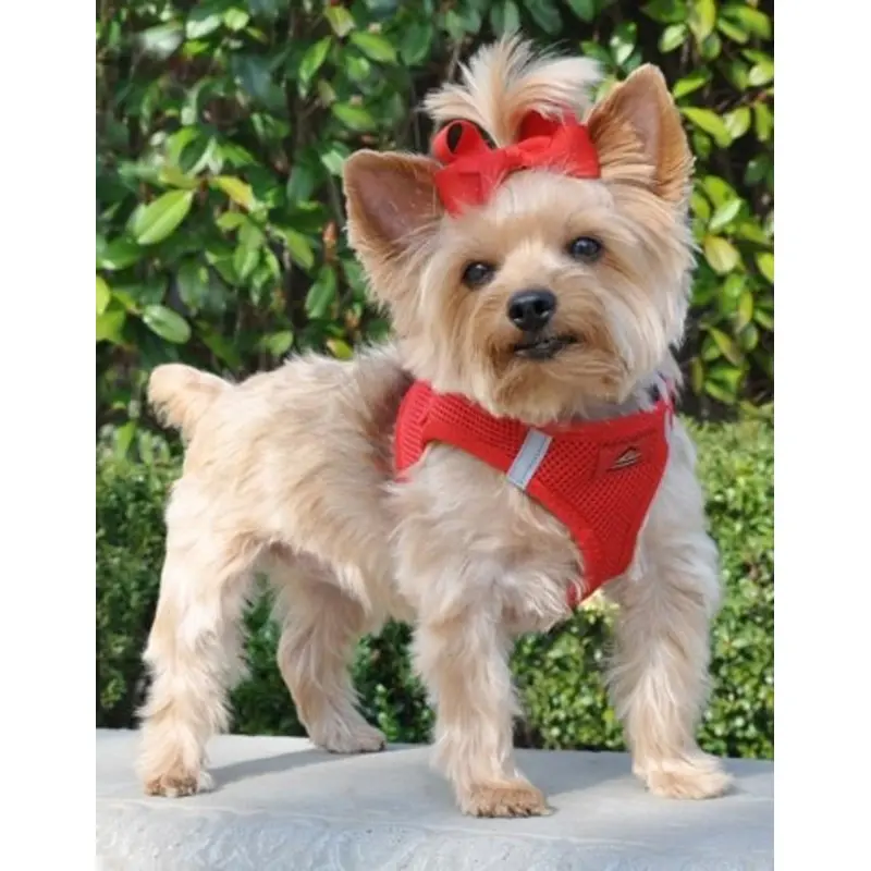 American River Ultra Choke Free Dog Harness- Red