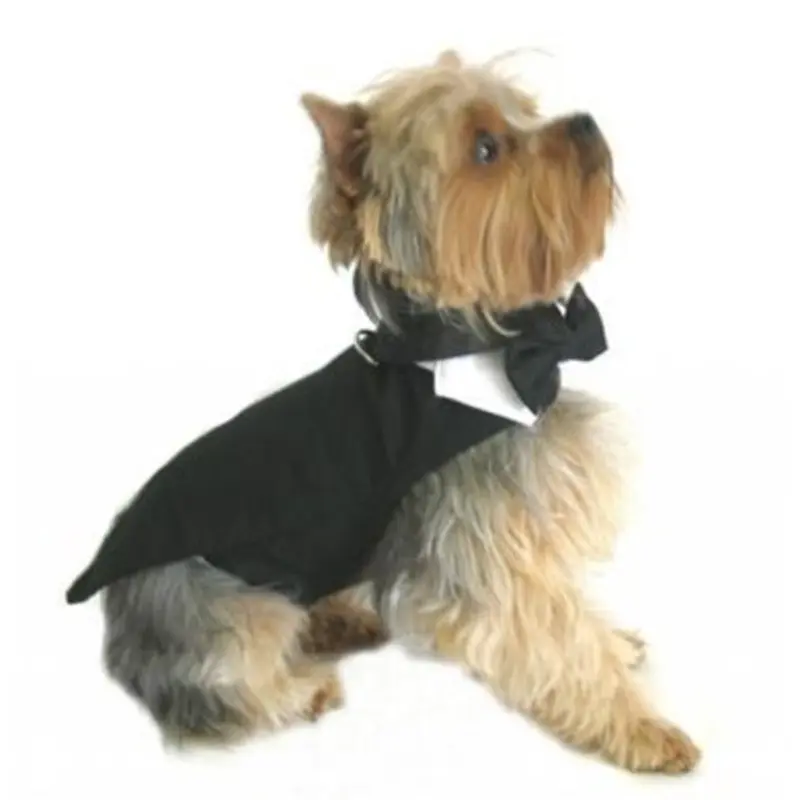 Black Dog Tuxedo With Tails, Bow Tie and Collar