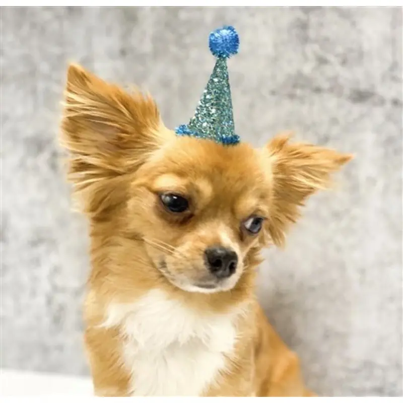 Pooch Party Hat in Blue