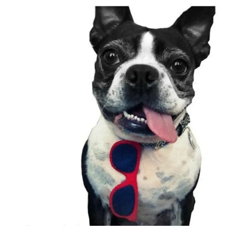Collar Sunglasses in Many Colors