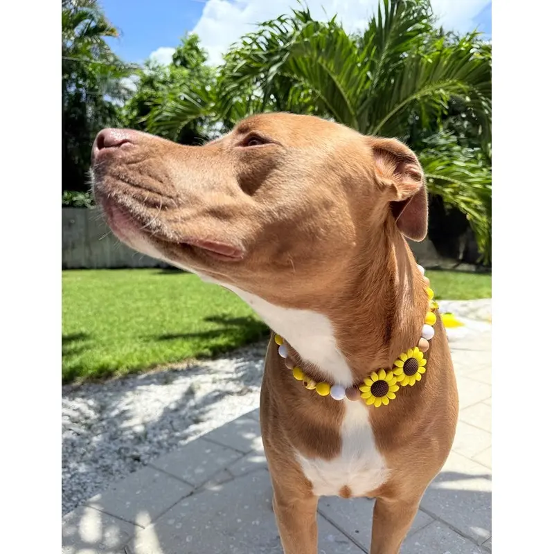 Talk Sunflower To Me Beaded Pet Collar