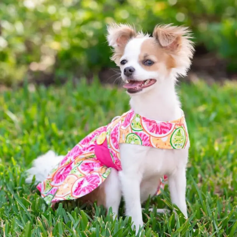 Citrus Slice Dog Dress with Matching Leash