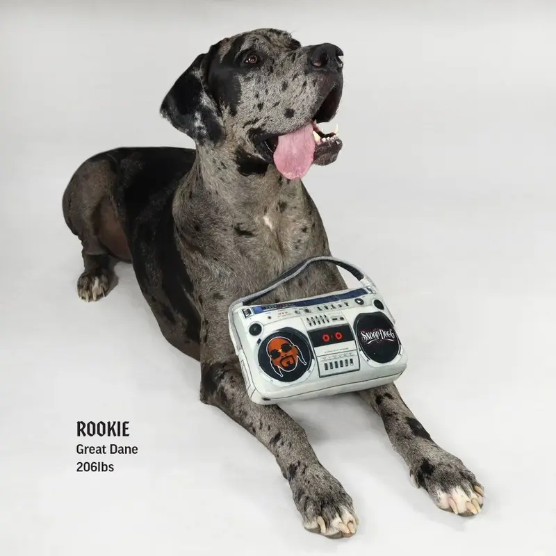 Deluxe Boom Box Pet Toy