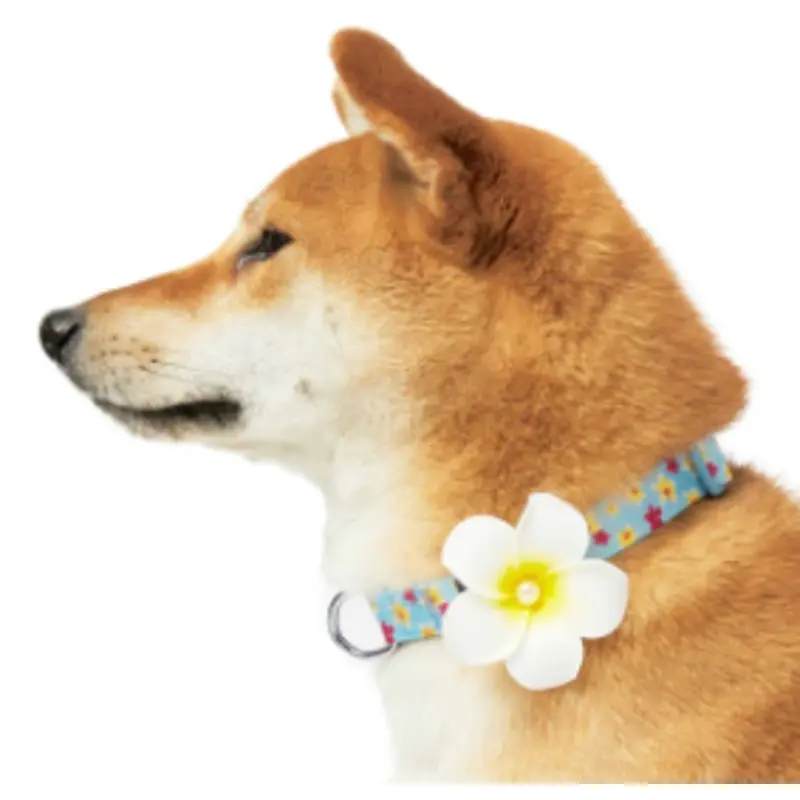 Tropical Flower Dog Collar in Blue