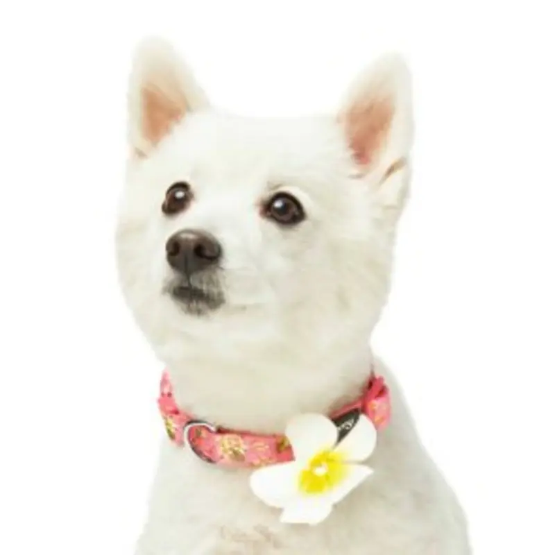 Tropical Flower Dog Collar in Pink