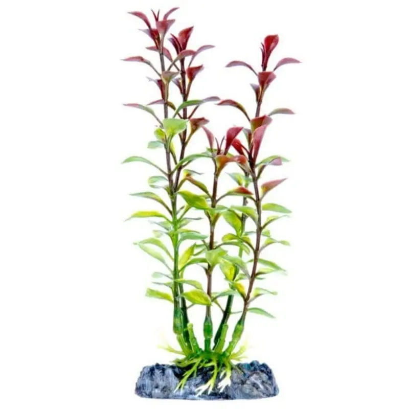Sinker Plant Blooming Ludwigia Red Small