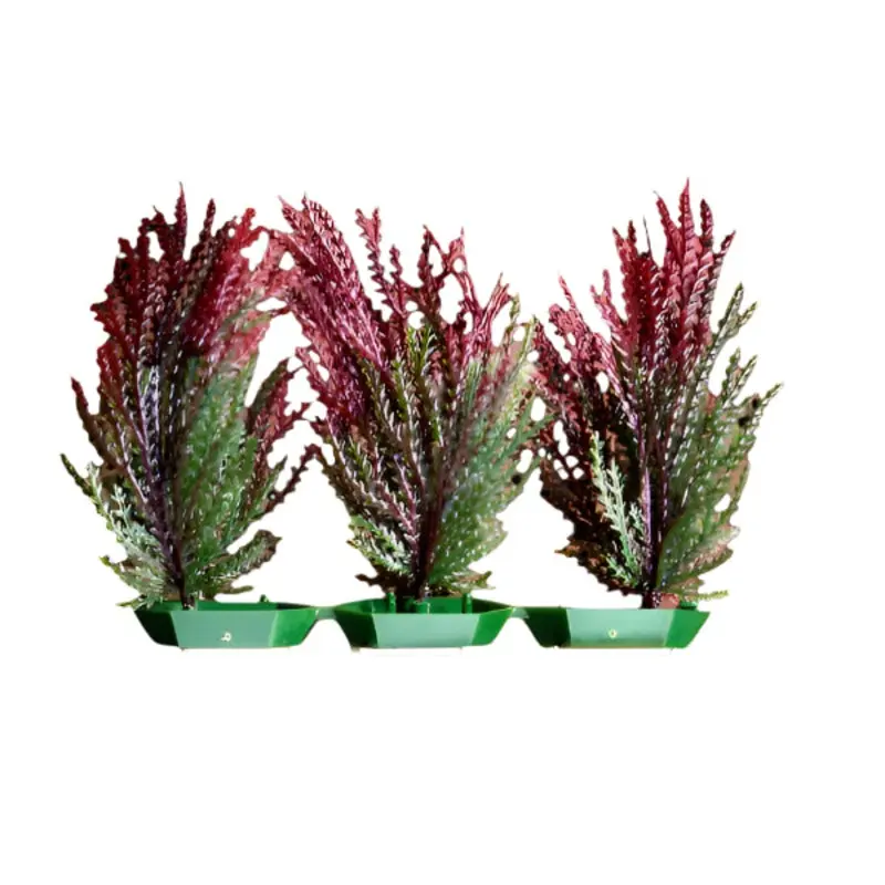 Penn Plax Foreground Plastic Plant; available in different styles