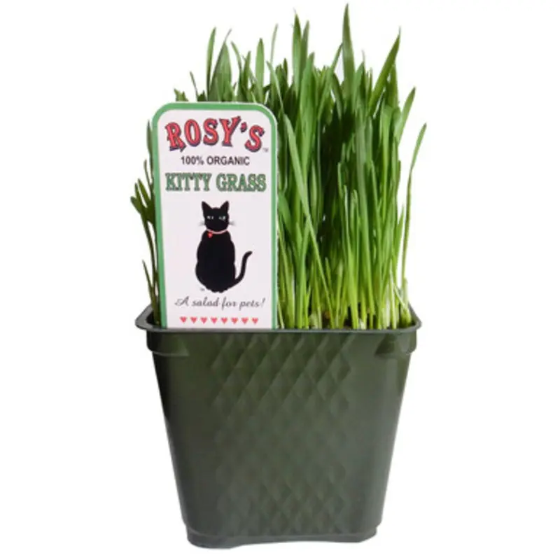 Rosy's 100% Organic Kitty Grass for Pets One Size
